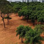 Área urbana em Brasília com árvores mal cuidadas, ilustrando críticas à política de arborização no DF por negligência ambiental.