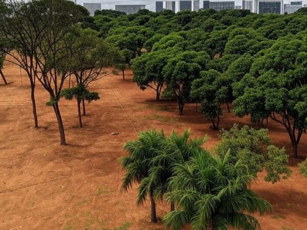 Área urbana em Brasília com árvores mal cuidadas, ilustrando críticas à política de arborização no DF por negligência ambiental.