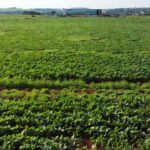 Câmara de São Sebastião com plenário e plantações de agronegócio ao fundo
