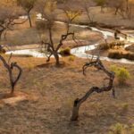 Área degradada do Cerrado no DF aprovada para o Parque Lobo-Guará