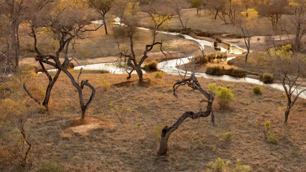 Área degradada do Cerrado no DF aprovada para o Parque Lobo-Guará
