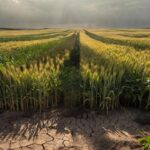 Lavoura de soja no agronegócio do DF em meio à crise fiscal