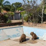 Filhotes de capivara resgatados em piscina vazia no Lago Norte, Brasília