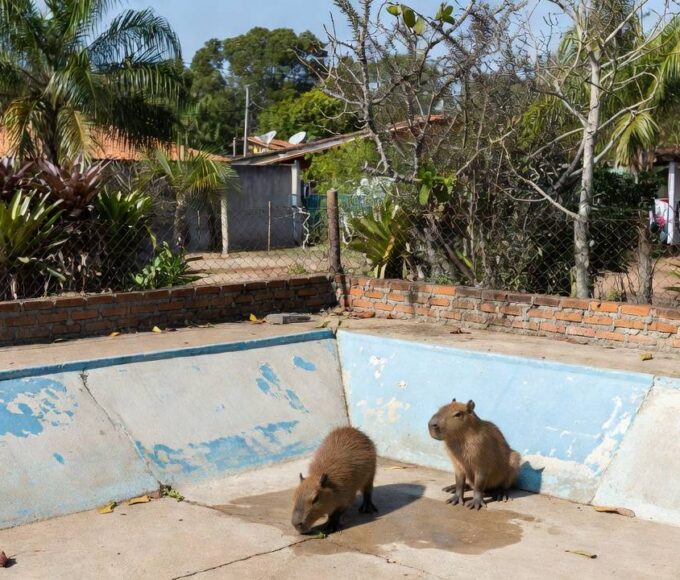 Filhotes de capivara resgatados em piscina vazia no Lago Norte, Brasília