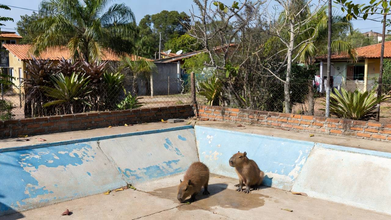 Filhotes de capivara resgatados em piscina vazia no Lago Norte, Brasília