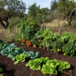 Horta comunitária no Guará com plantações de hortaliças gerando alimento e renda
