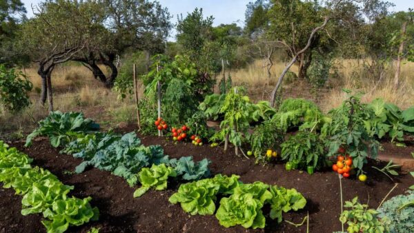 Horta comunitária no Guará com plantações de hortaliças gerando alimento e renda