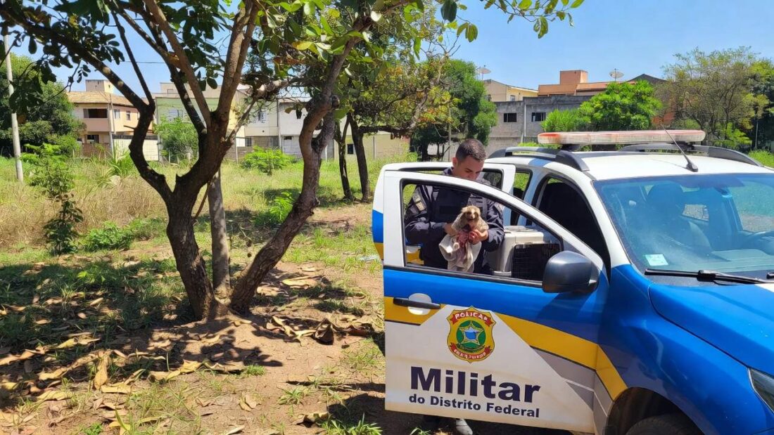 Sagui ferido resgatado pela PMDF no Núcleo Bandeirante, Brasília