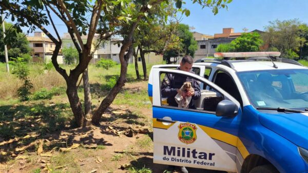 Sagui ferido resgatado pela PMDF no Núcleo Bandeirante, Brasília