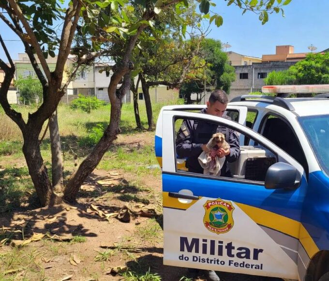 Sagui ferido resgatado pela PMDF no Núcleo Bandeirante, Brasília