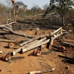 Motosserras apreendidas em área de desmatamento irregular em Arniqueiras pela PMDF